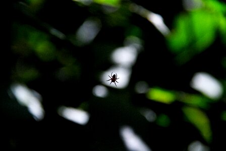 Free stock photo of dark, spider photo