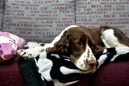 Free stock photo of animal, dog, inside