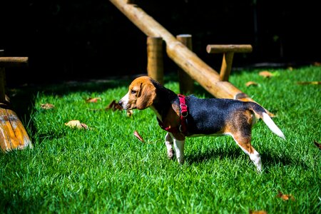 Free stock photo of animal, beagle, dog photo