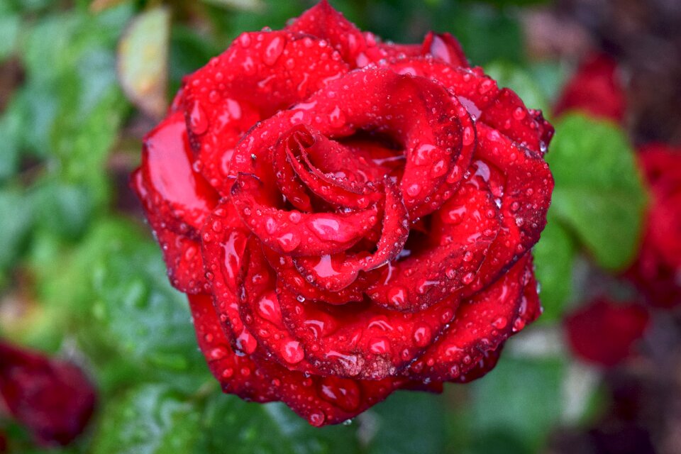 Free stock photo of rain drops, rose, theme layers
