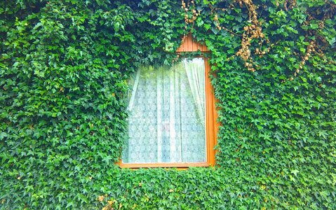 Free stock photo of green, plant, wooden house photo