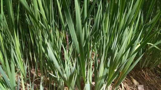 Free stock photo of green, plants, reeds