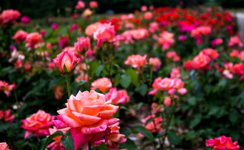 Free stock photo of flowers