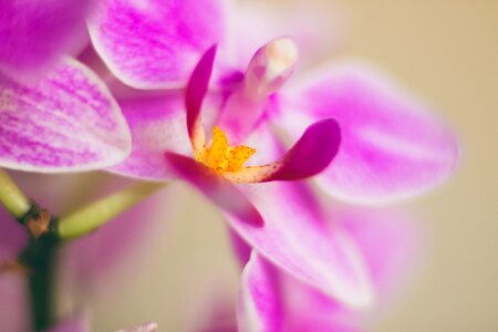 Free stock photo of flower, macro, nature photo