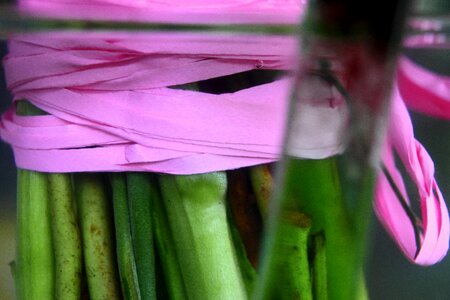 Free stock photo of ribbon, stem, theme layers