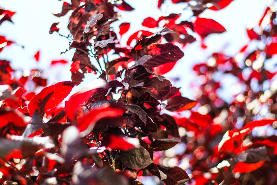 Free stock photo from Tookapic