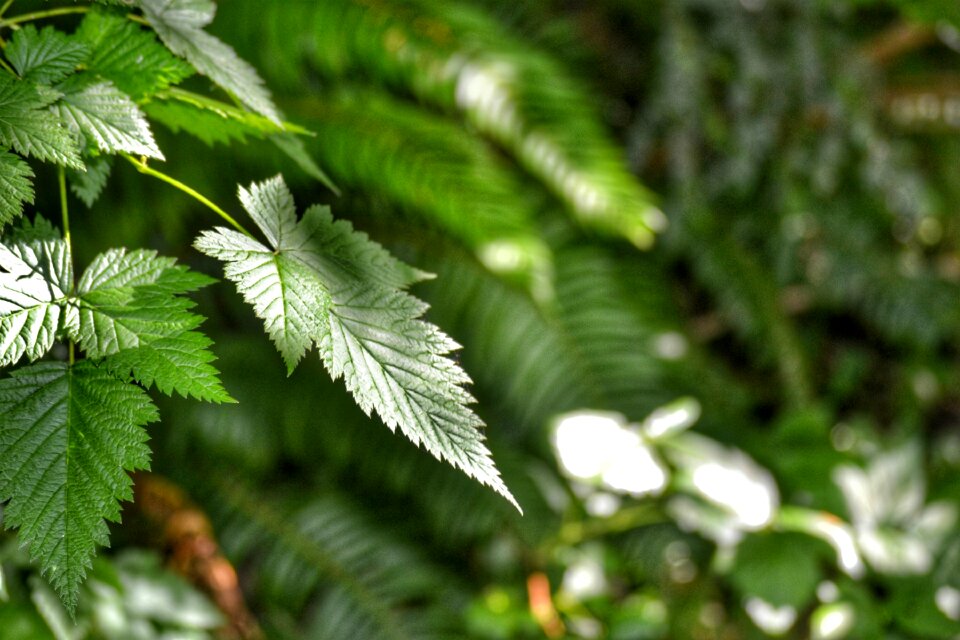 Free stock photo of ferns, green, night