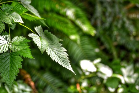 Free stock photo of ferns, green, night