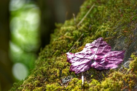 Free stock photo of moss, night, rock photo