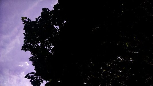 Free stock photo of green, sky, summer