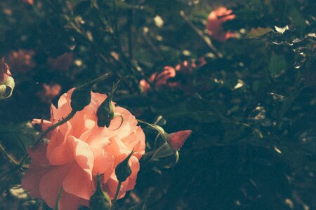 Free stock photo of flowers