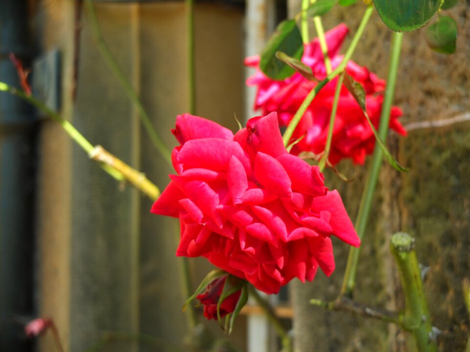 Free stock photo of red, rose, roza