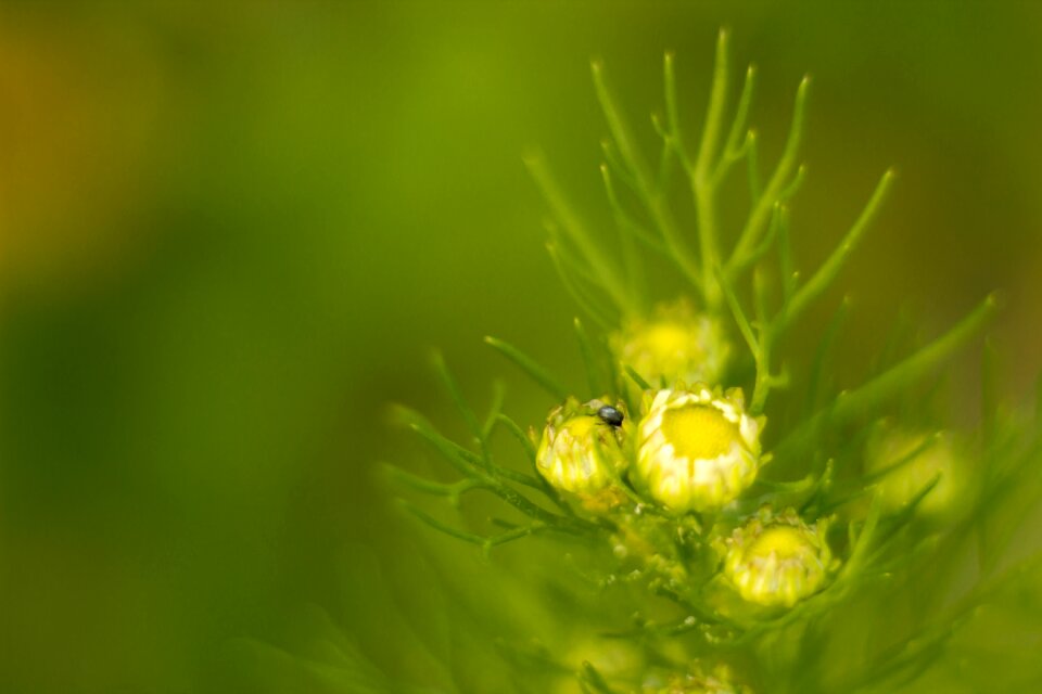 Free stock photo of bug, flower, green