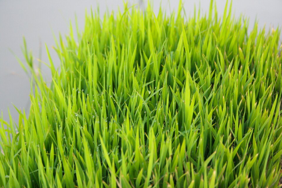 Free stock photo of food, green, rice