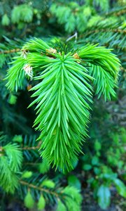Free stock photo of conifer, green, plant photo