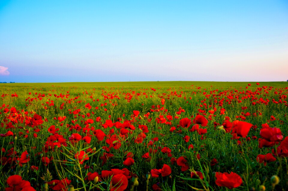Red Flowering Green Field Beneath Blue Sky