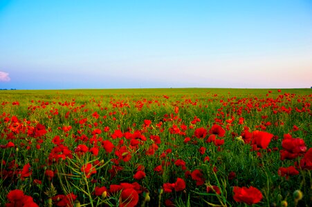 Red Flowering Green Field Beneath Blue Sky