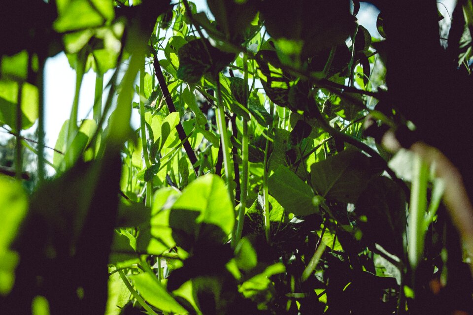 Free stock photo from Tookapic