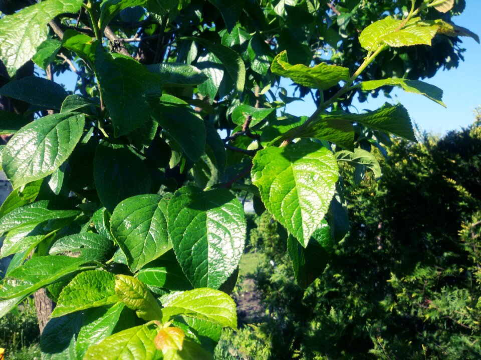 Free stock photo of green, tree