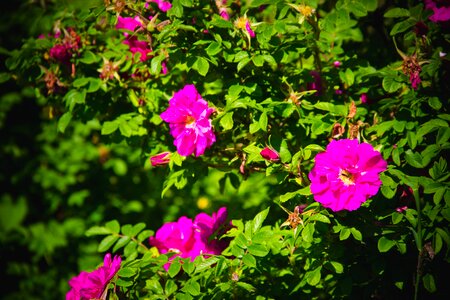 Free stock photo of flower, nature, rose
