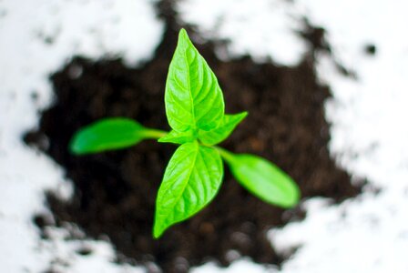 Free stock photo of agriculture, ball-shaped, ecology