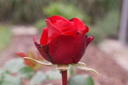 Free stock photo of blossom, Red Rose, rose photo