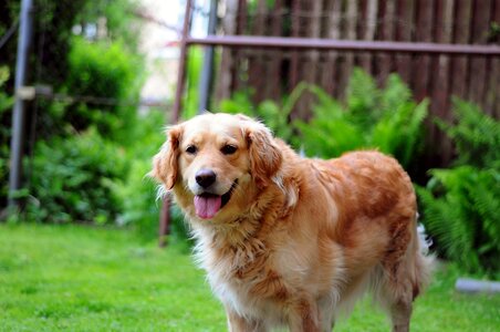 Free stock photo of dog, golden, retriever photo