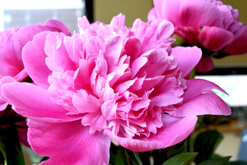 Free stock photo of peony, piwonia