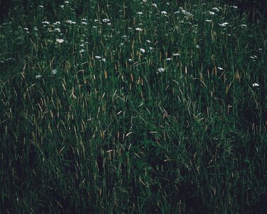 Free stock photo of grass, green photo