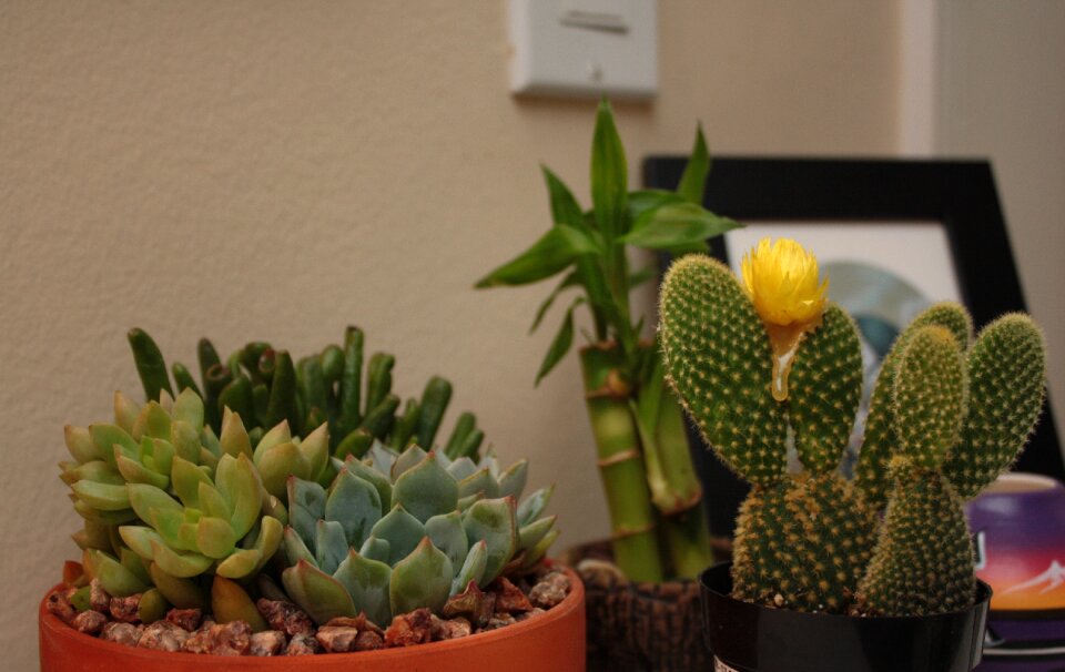 Free stock photo of cactus, night, plants