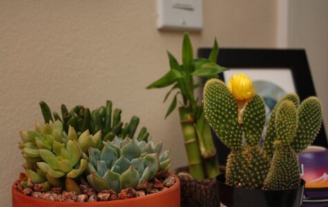 Free stock photo of cactus, night, plants photo