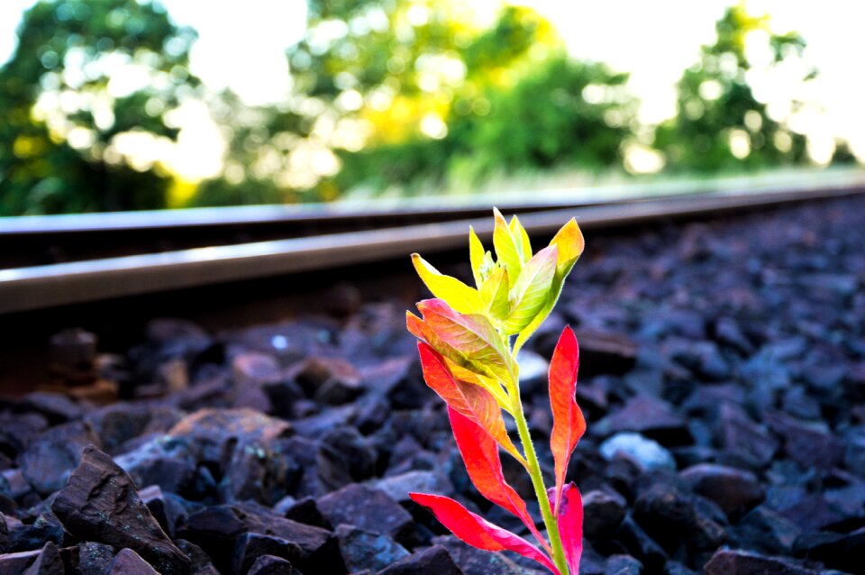 Free stock photo from Tookapic