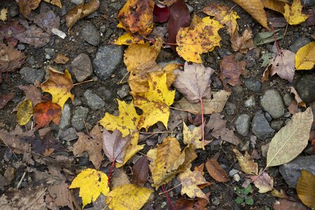 Free stock photo of foliage, rocks