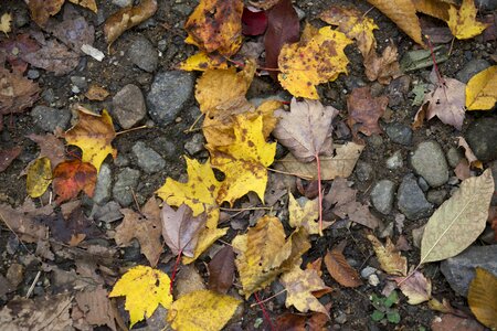 Free stock photo of foliage, rocks photo