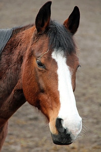 Reiter rodeo equestrian