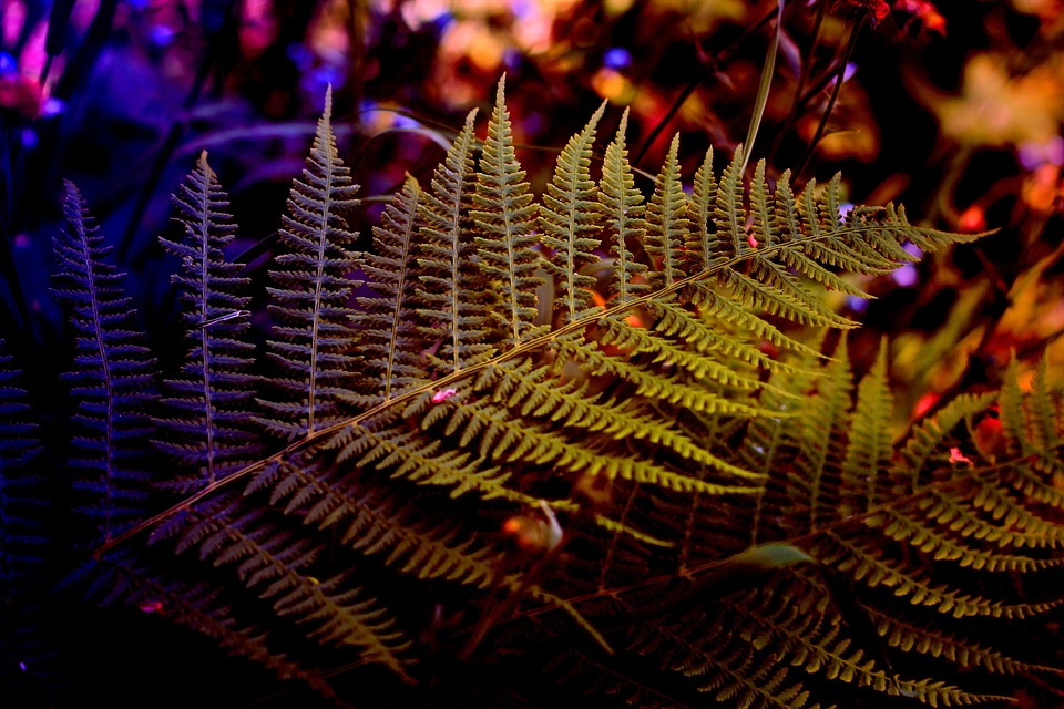 Plant nature leaves