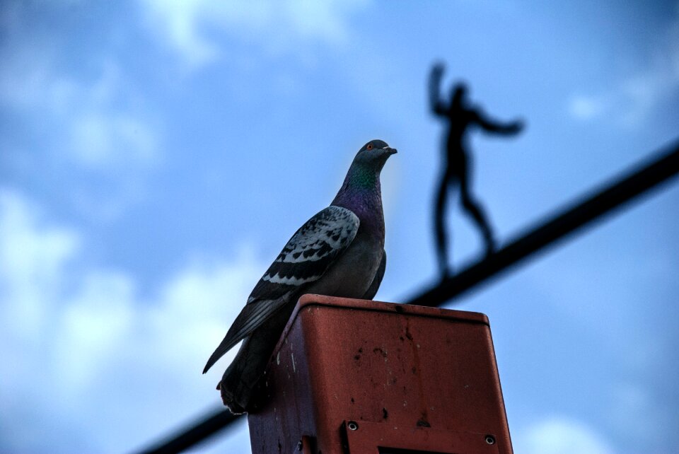 Free stock photo of dove, sky