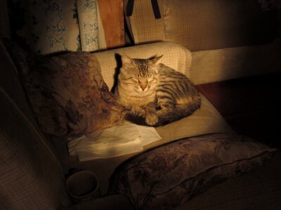 Free stock photo of cat, couch, shadows photo