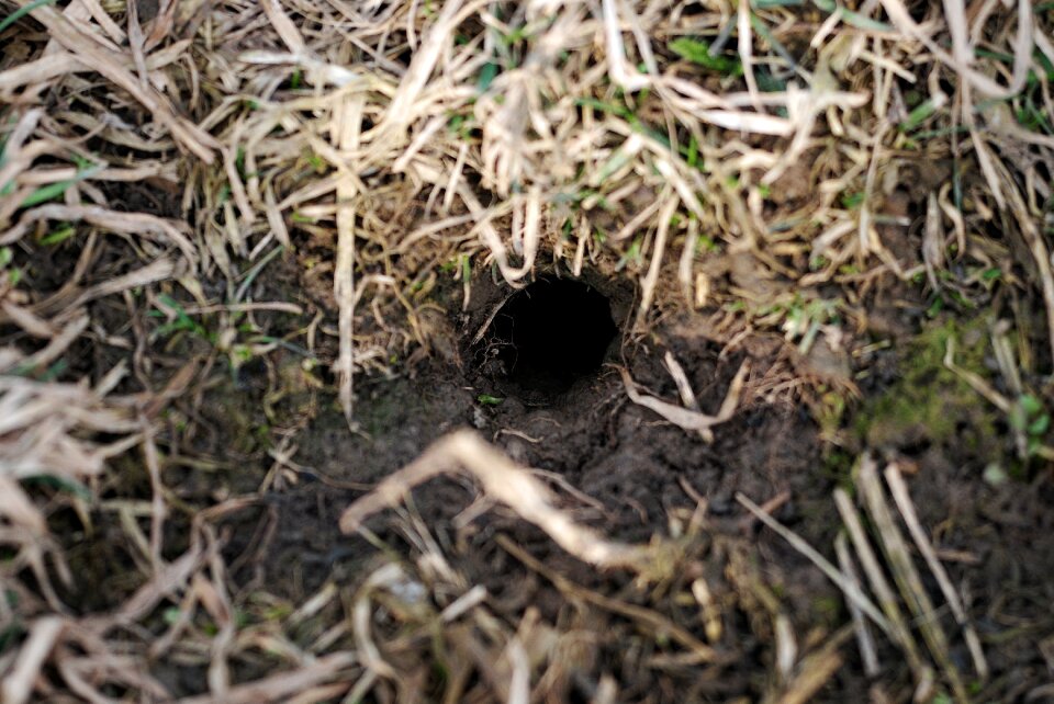 Free stock photo of gras, mouse hole, theme look-down