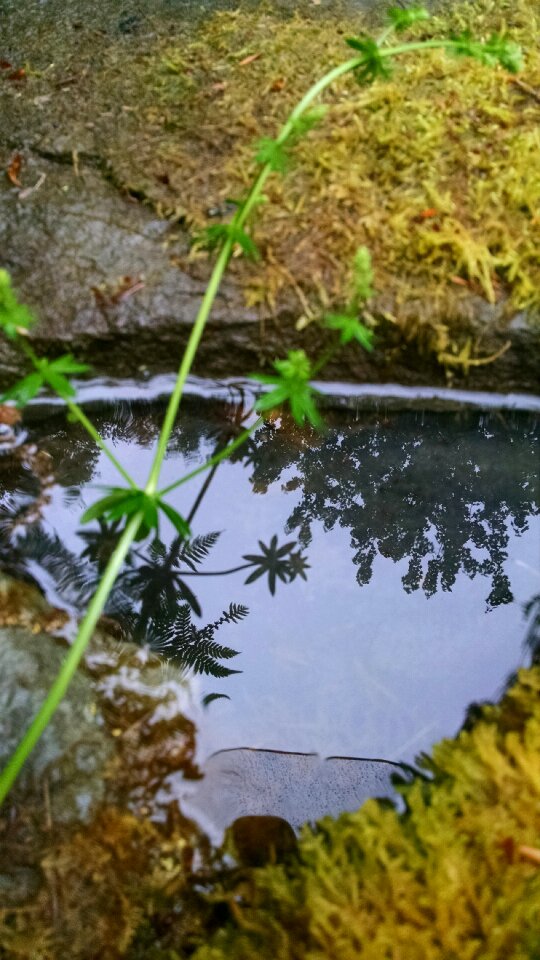 Free stock photo of grass, moss, nature