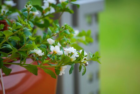 Free stock photo of flowers