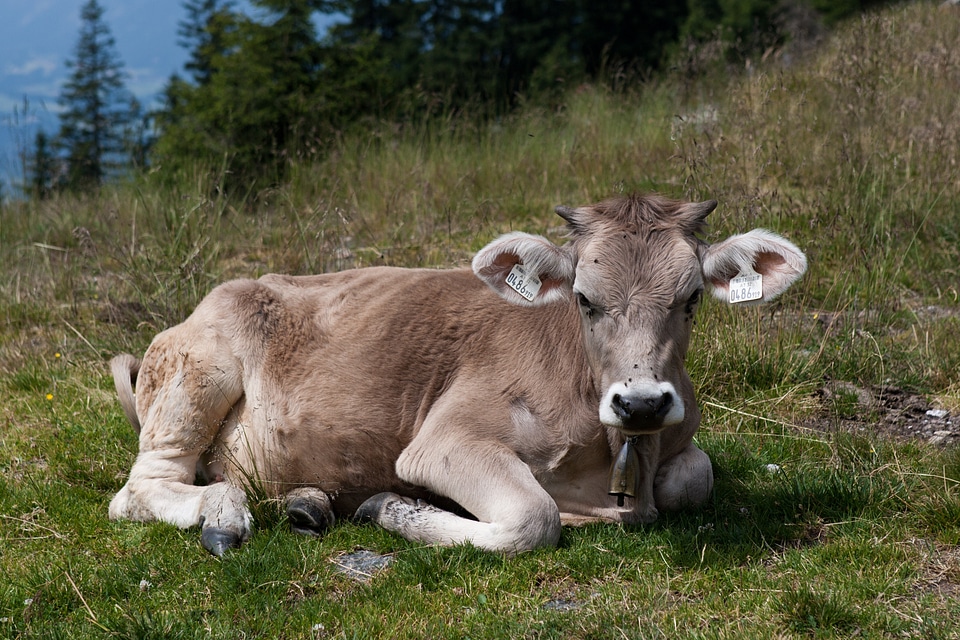 Ear tags livestock meadow photo