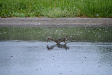 Free stock photo of squirrel, theme reflections photo