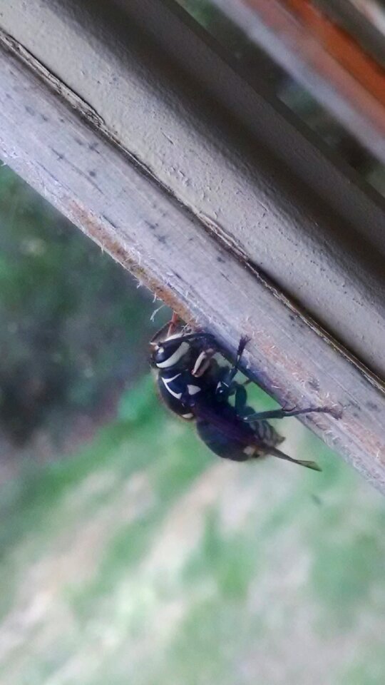 Free stock photo of bee, macro, wasp