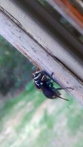Free stock photo of bee, macro, wasp photo
