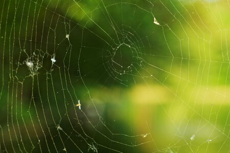 Free stock photo of spider, web