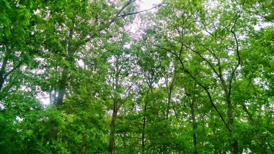 Free stock photo of forest, green, rain