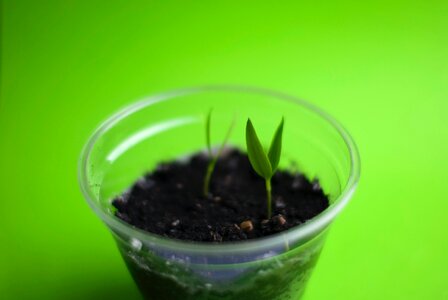 Free stock photo of grow, pepper, plant