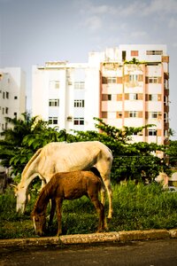 Free stock photo of cities, salvador photo