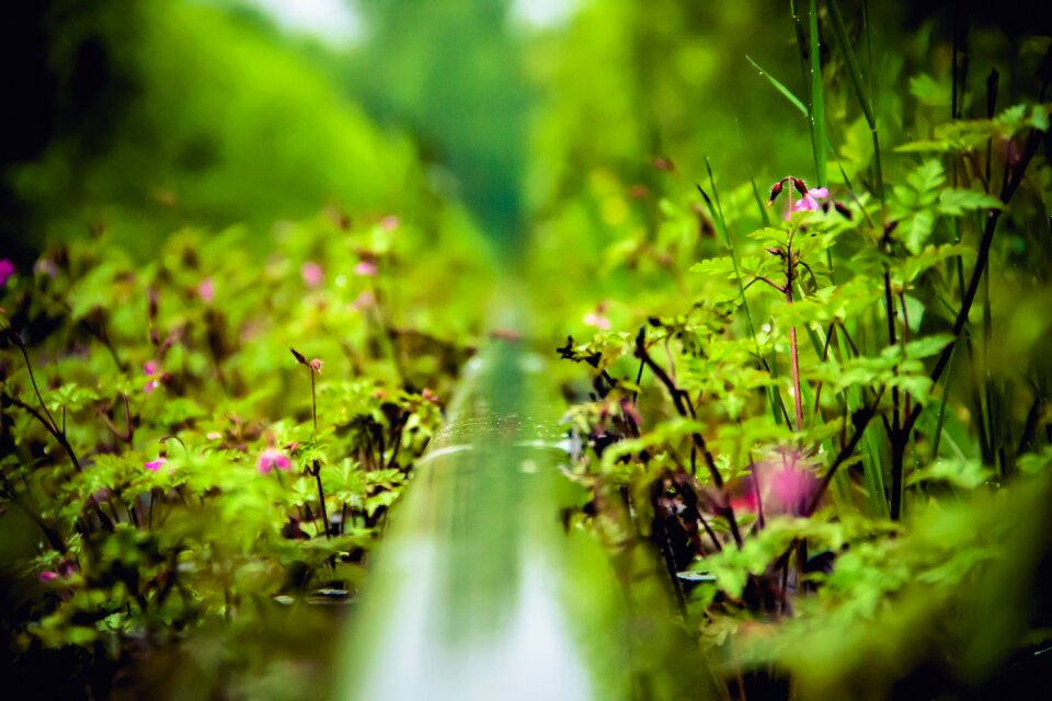 Free stock photo of nature, plant, rain